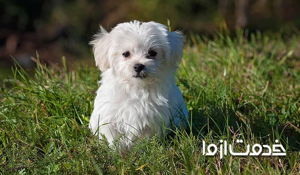 آموزش دستشویی به سگ چقدر طول میکشد؟